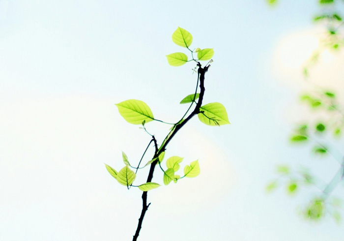 【萊沃醫療：知識分享】植樹節：“植”此青綠，擁抱春天，鼻炎黨速看，不踩雷！